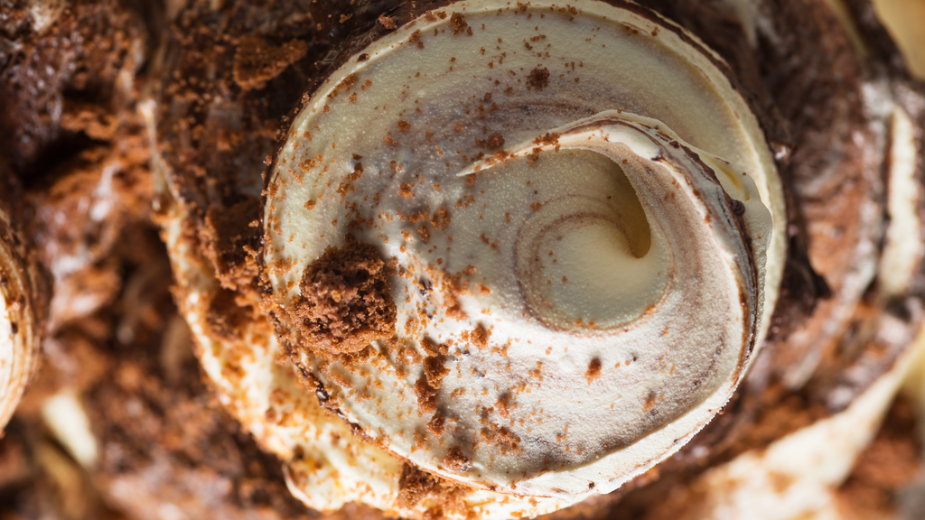 Biscotto &Co [Paste]