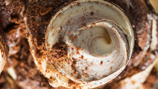 Biscotto &Co [Paste]